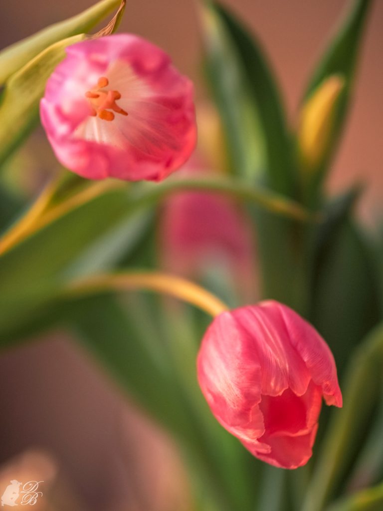 Tulpen Dekor